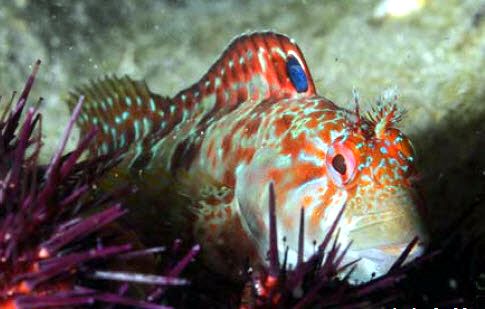 Parablennius ruber_AAAA9